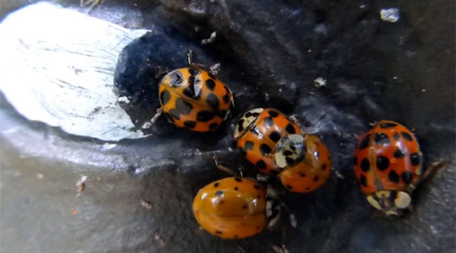 img_film still - Alien U